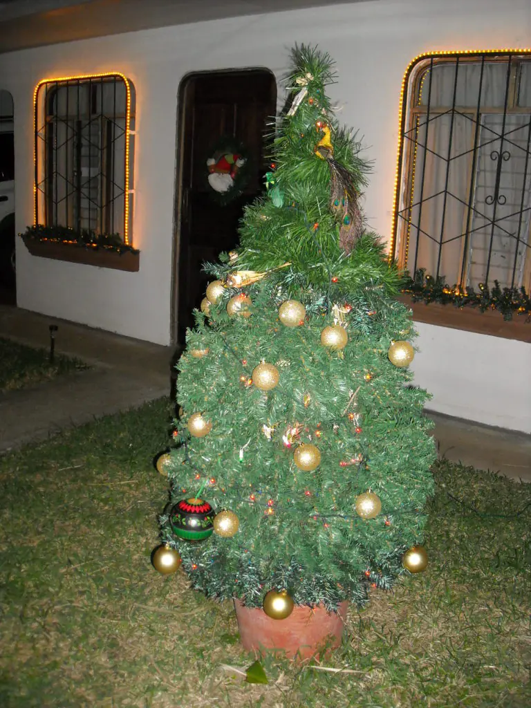 Mi planta de Vetiver, nuestro Arbolito Navideño